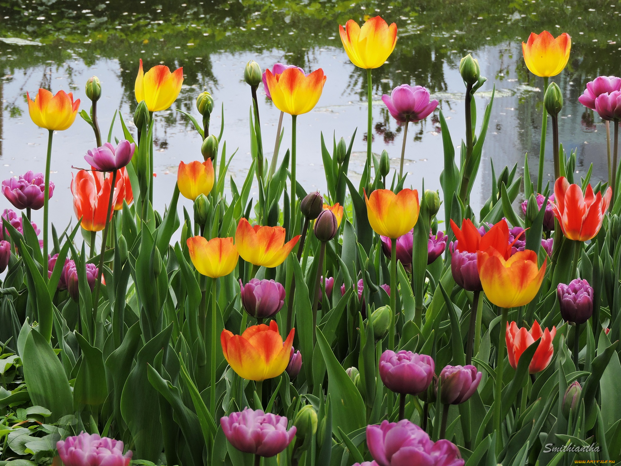 цветы, тюльпаны, красота, фото, весна, пруд, пейзаж