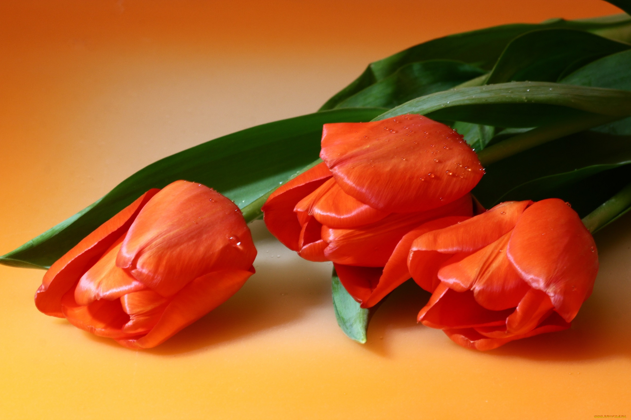 цветы, тюльпаны, валентинов, день, всех, влюленных, святого, валентина, жвн, макро, мбг, нфд, поздравление