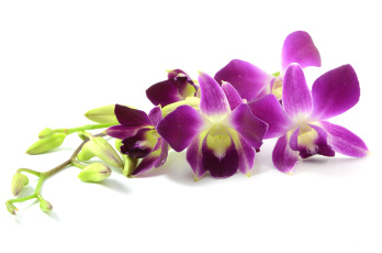 Картинка цветы орхидеи белый фон сиреневая лепестки цветение