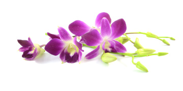 обоя цветы, орхидеи, белый, фон, сиреневая, лепестки, цветение