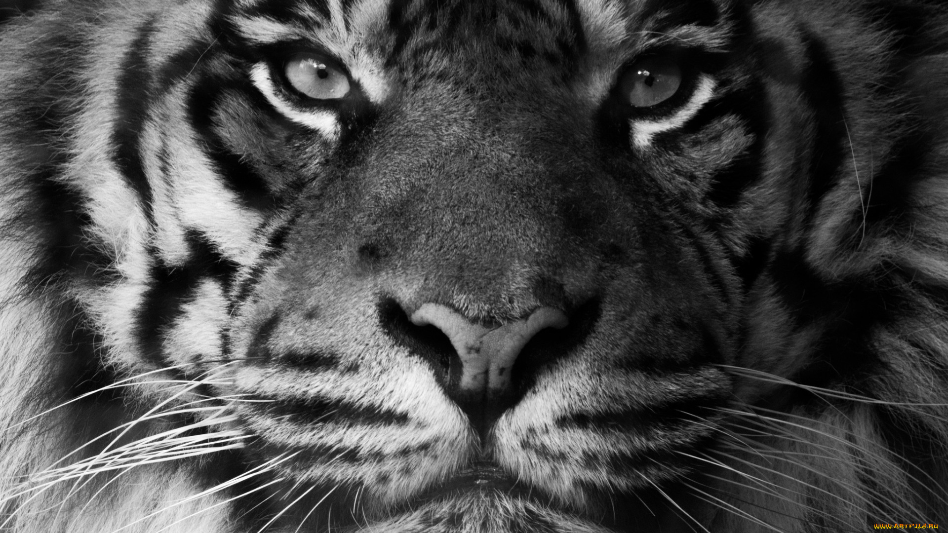 животные, тигры, морда, взгляд