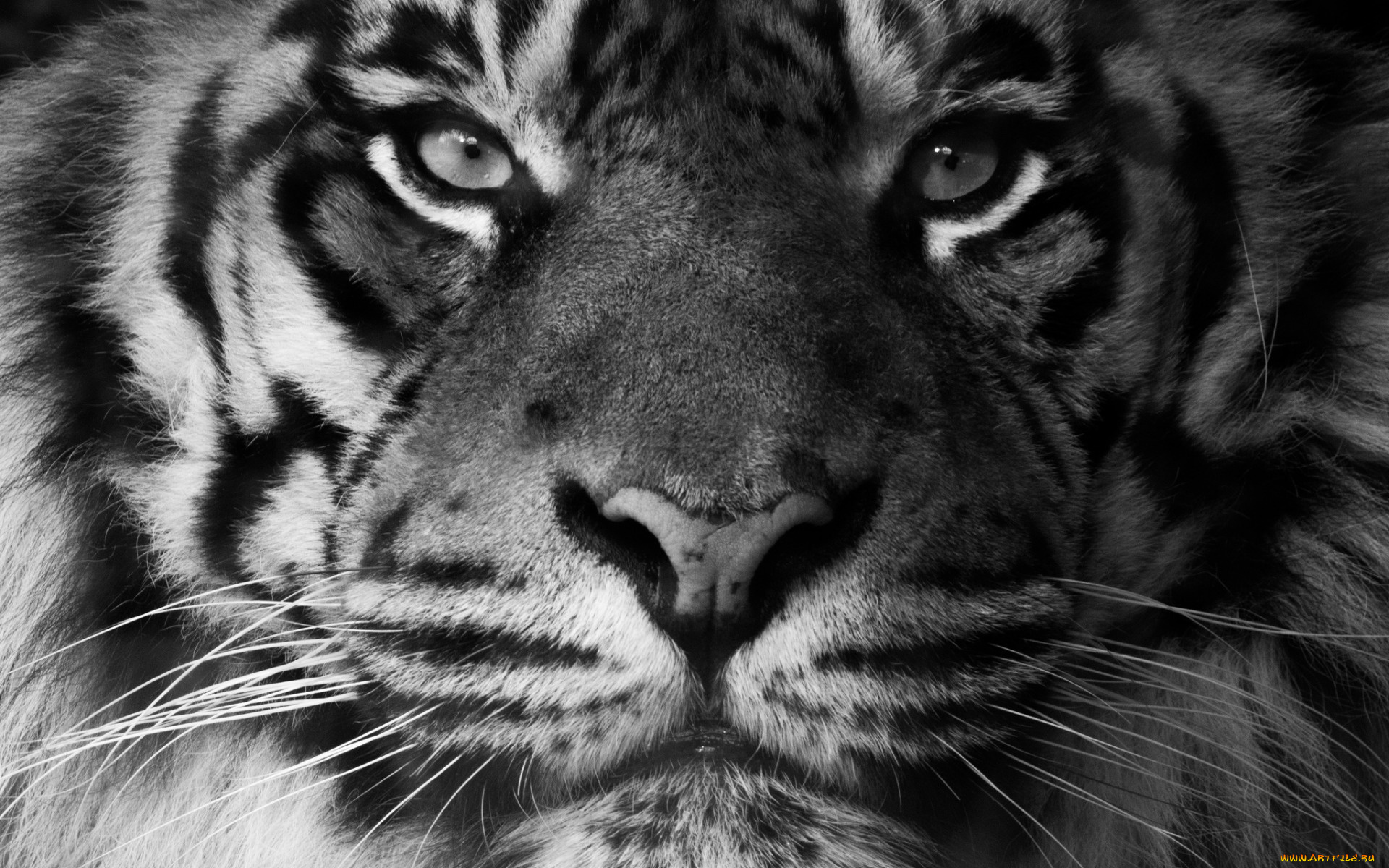 животные, тигры, морда, взгляд