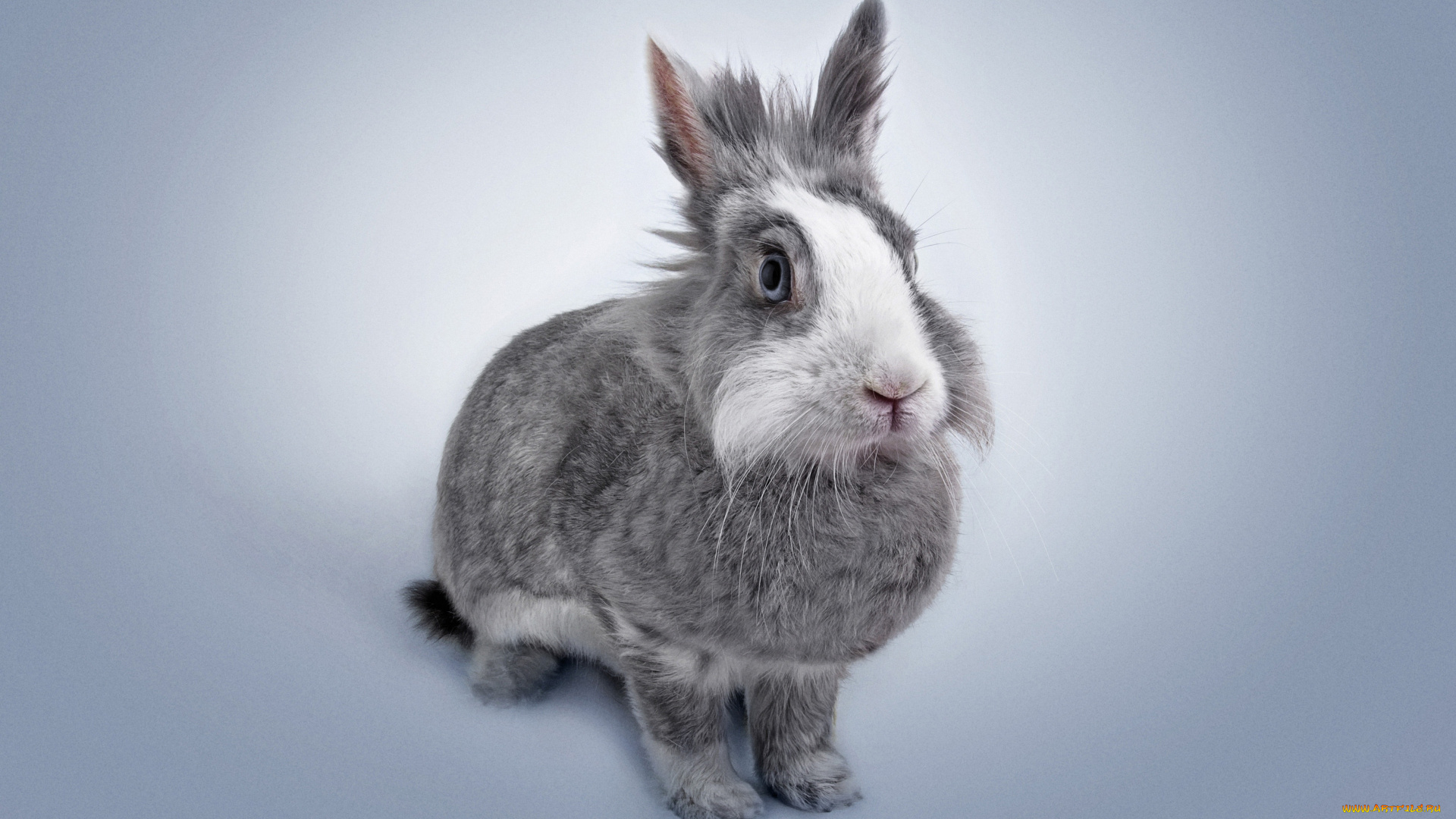 календари, животные, кролик, заяц