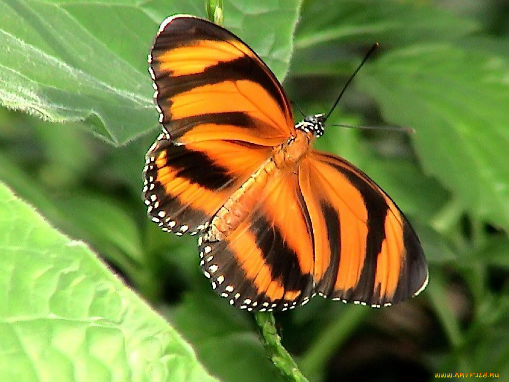 orange, tiger, butterfly, dryadula, phaetusa, животные, бабочки