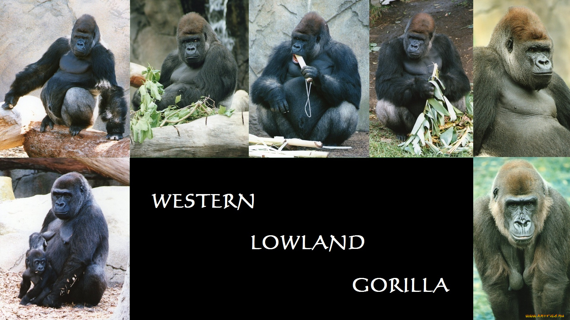 gorilla, животные, обезьяны, гориллы, коллаж