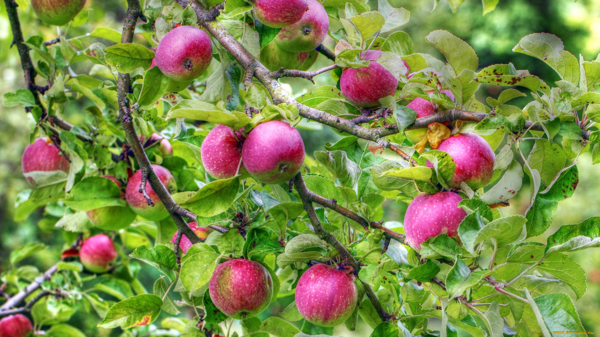 природа, плоды, яблоня, яблоки, ветки