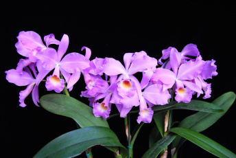 Картинка цветы орхидеи лиловый экзотика