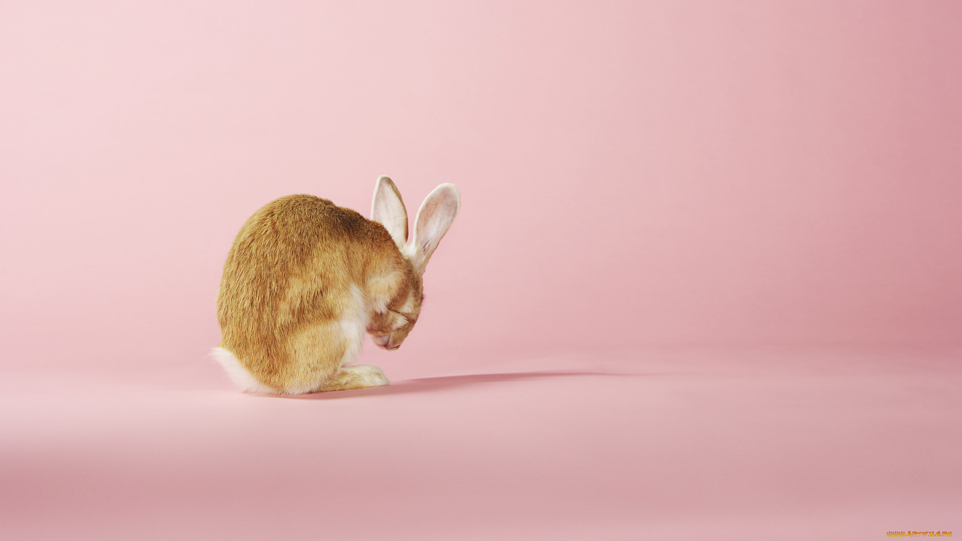 животные, кролики, , зайцы, заяц, умывание, розовый, фон