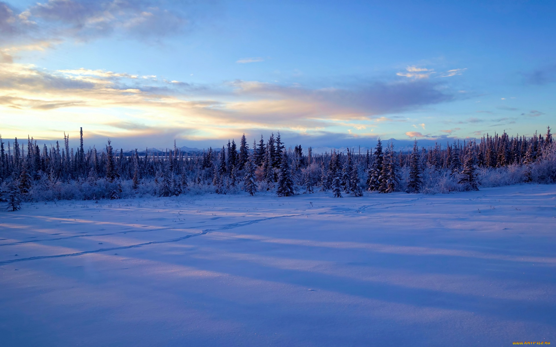 природа, зима, снег, деревья, аляска