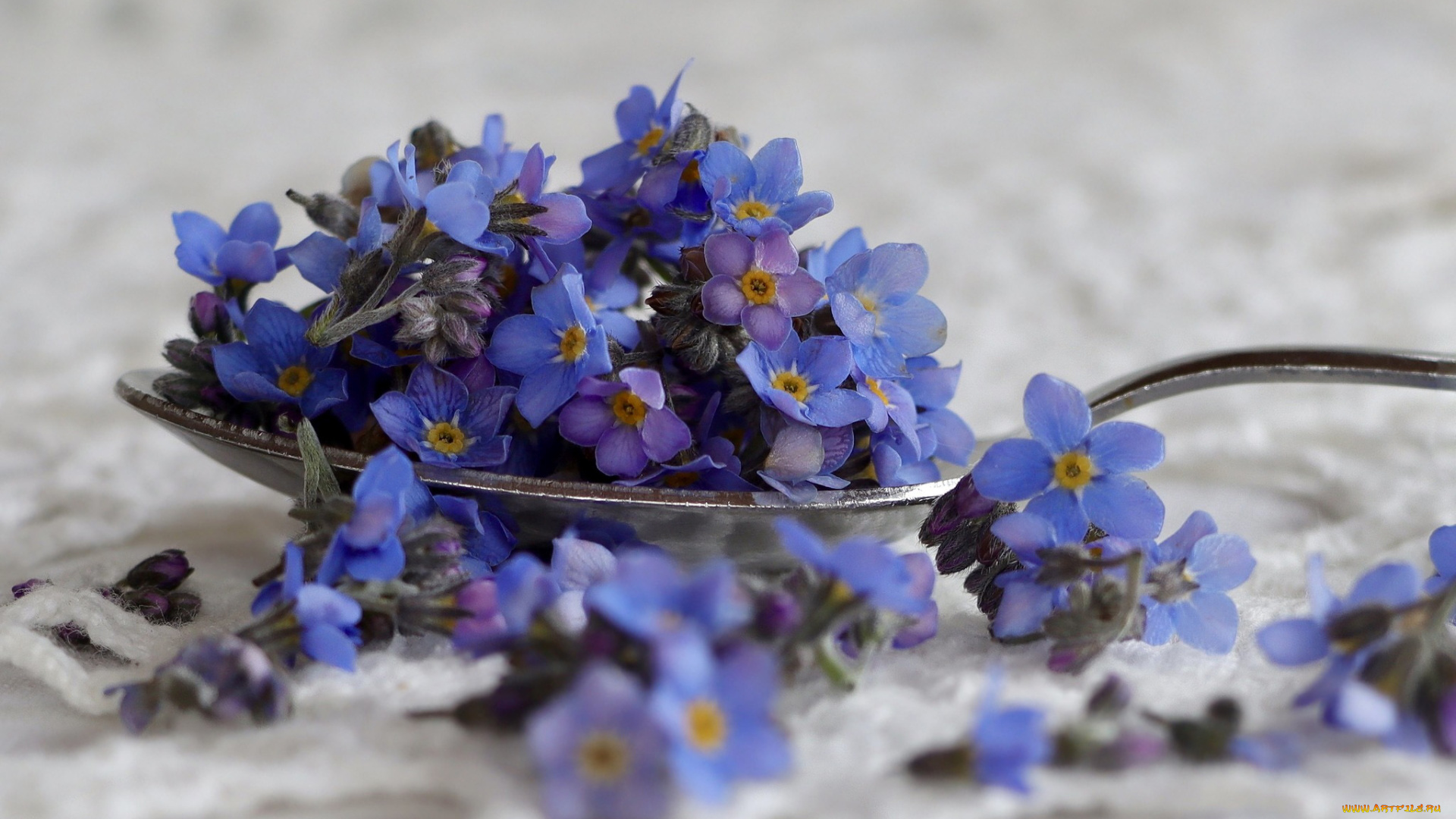 цветы, незабудки, ложка, голубые