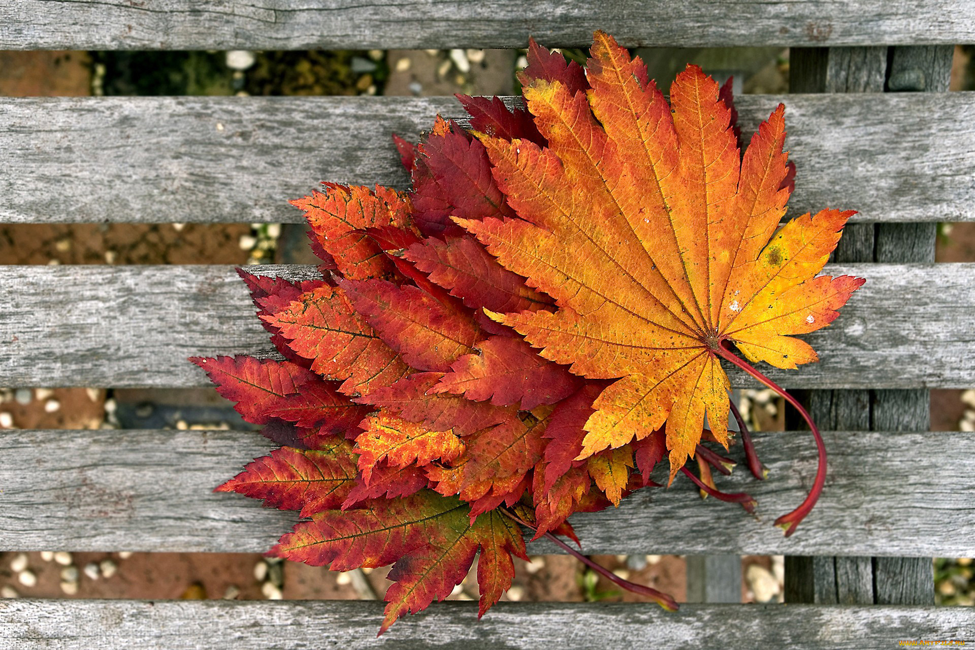 природа, листья, осень, доски