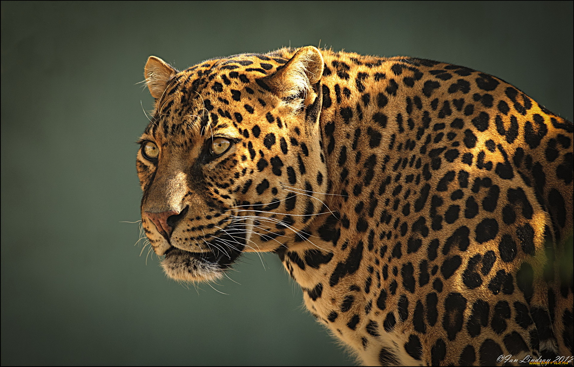 животные, леопарды, хищник, морда, леопард, leopard
