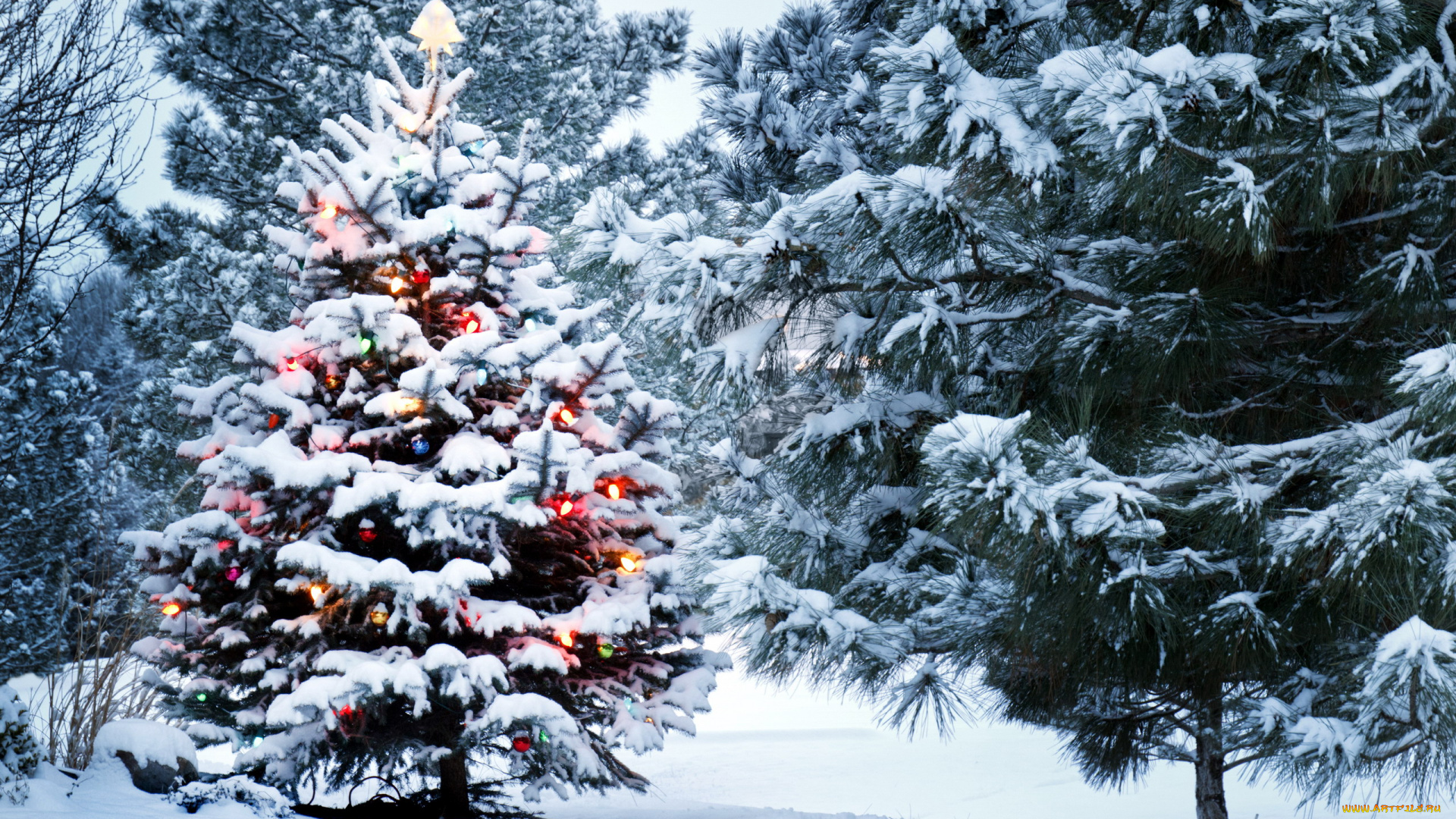 праздничные, Ёлки, снег, деревья, елка, лес, сугробы
