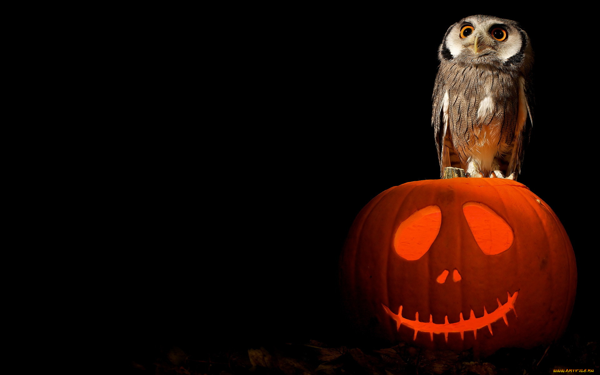 праздничные, хэллоуин, halloween, owl, art, pumpkin