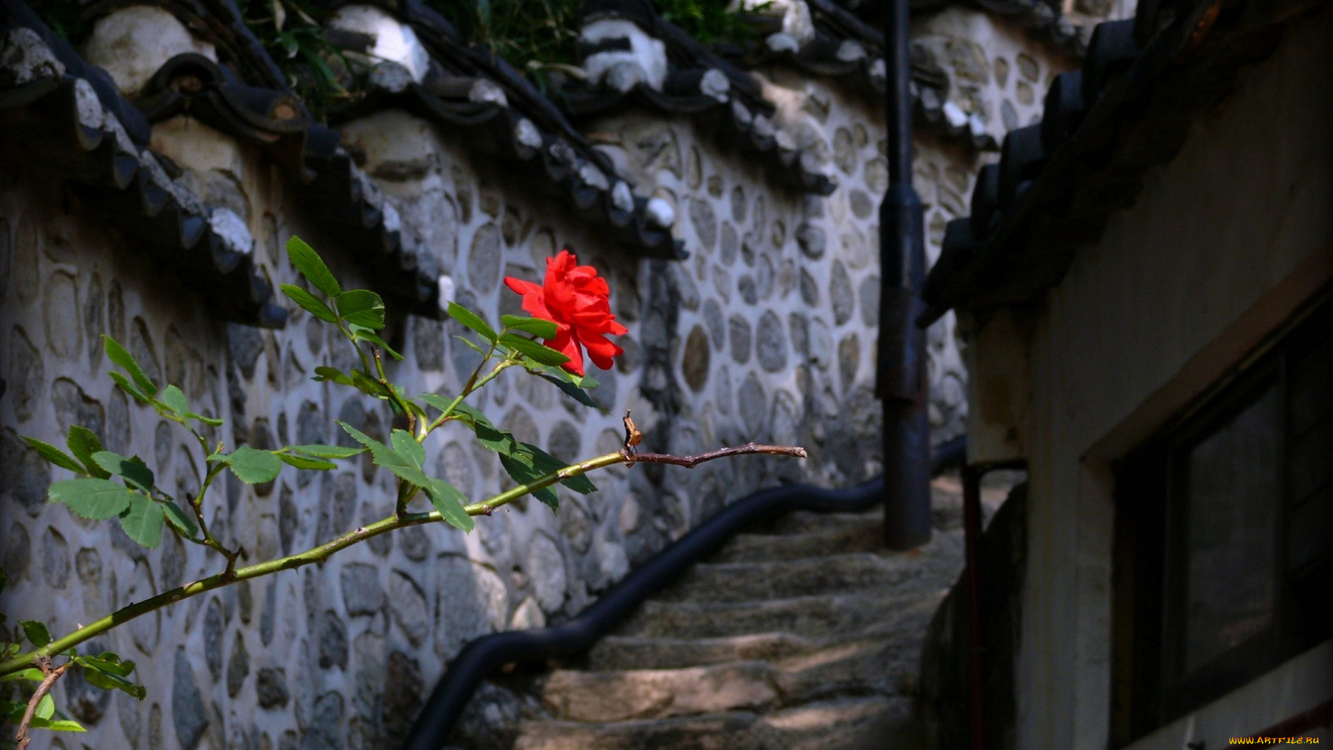 цветы, розы, красная, роза, ступени, лестница