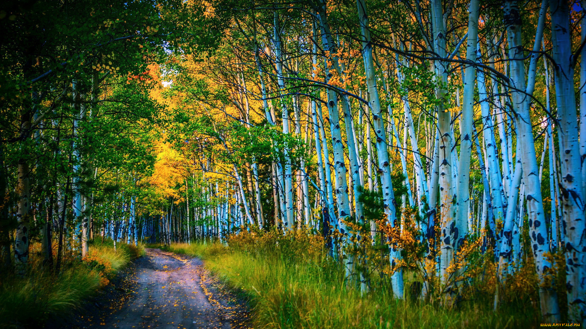 природа, дороги, березы, лес, дорога, осень, листья