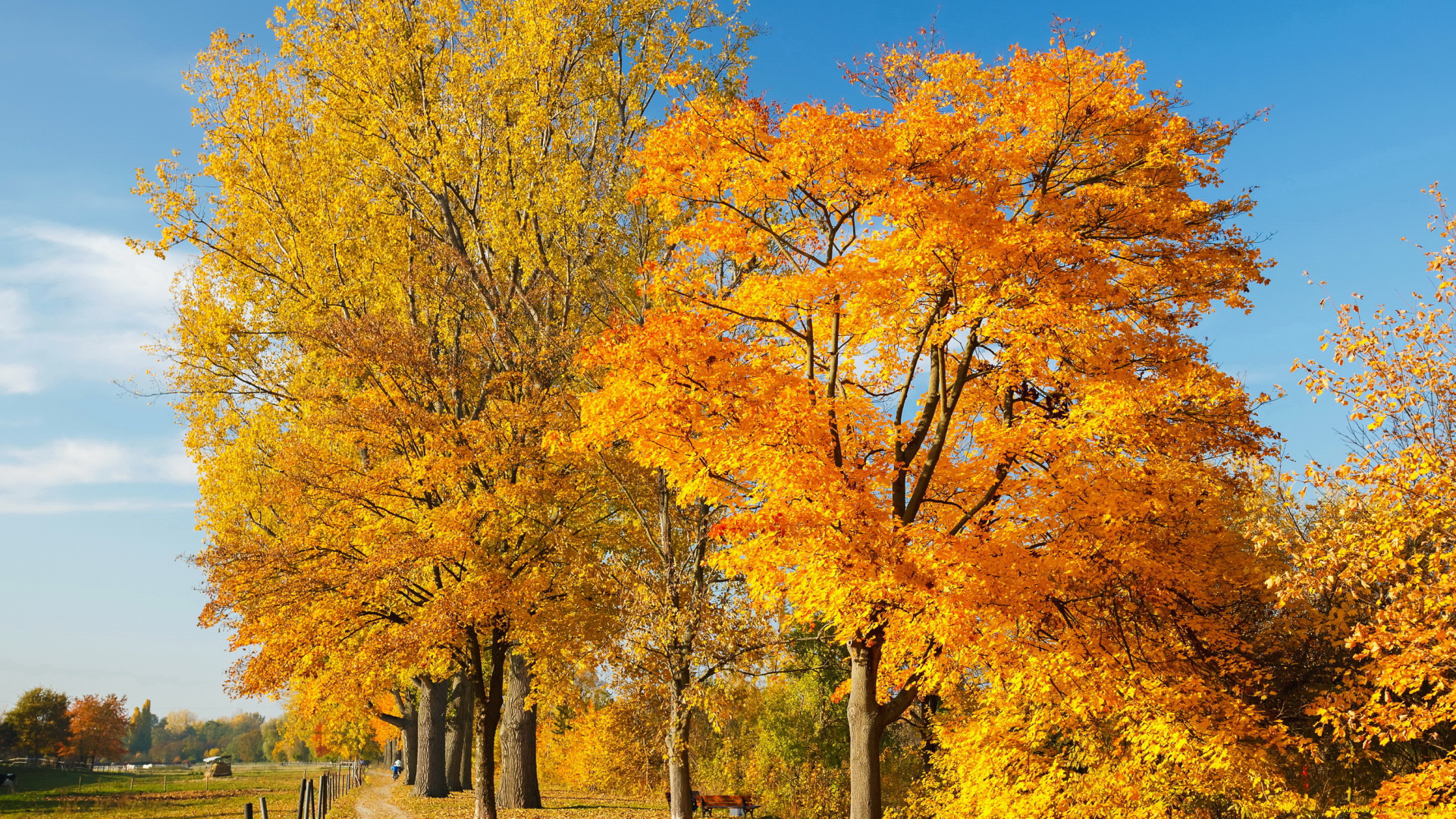 природа, дороги, дорога, осень, листья, деревья
