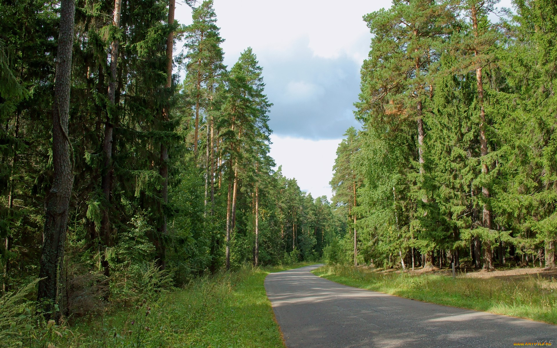 нижегородский, край, природа, дороги, лес, дорога