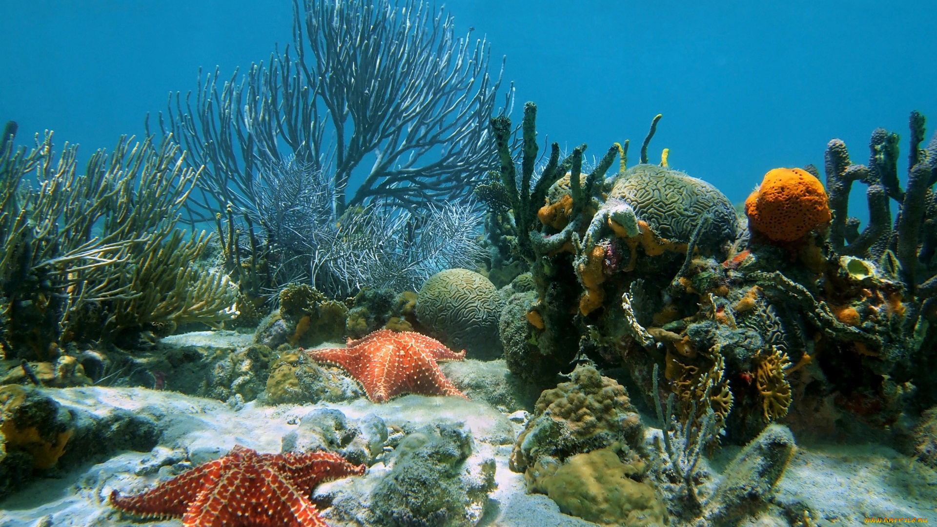 животные, морские, звёзды, underwater, ocean, coral, reef, sand, starfish, tropical
