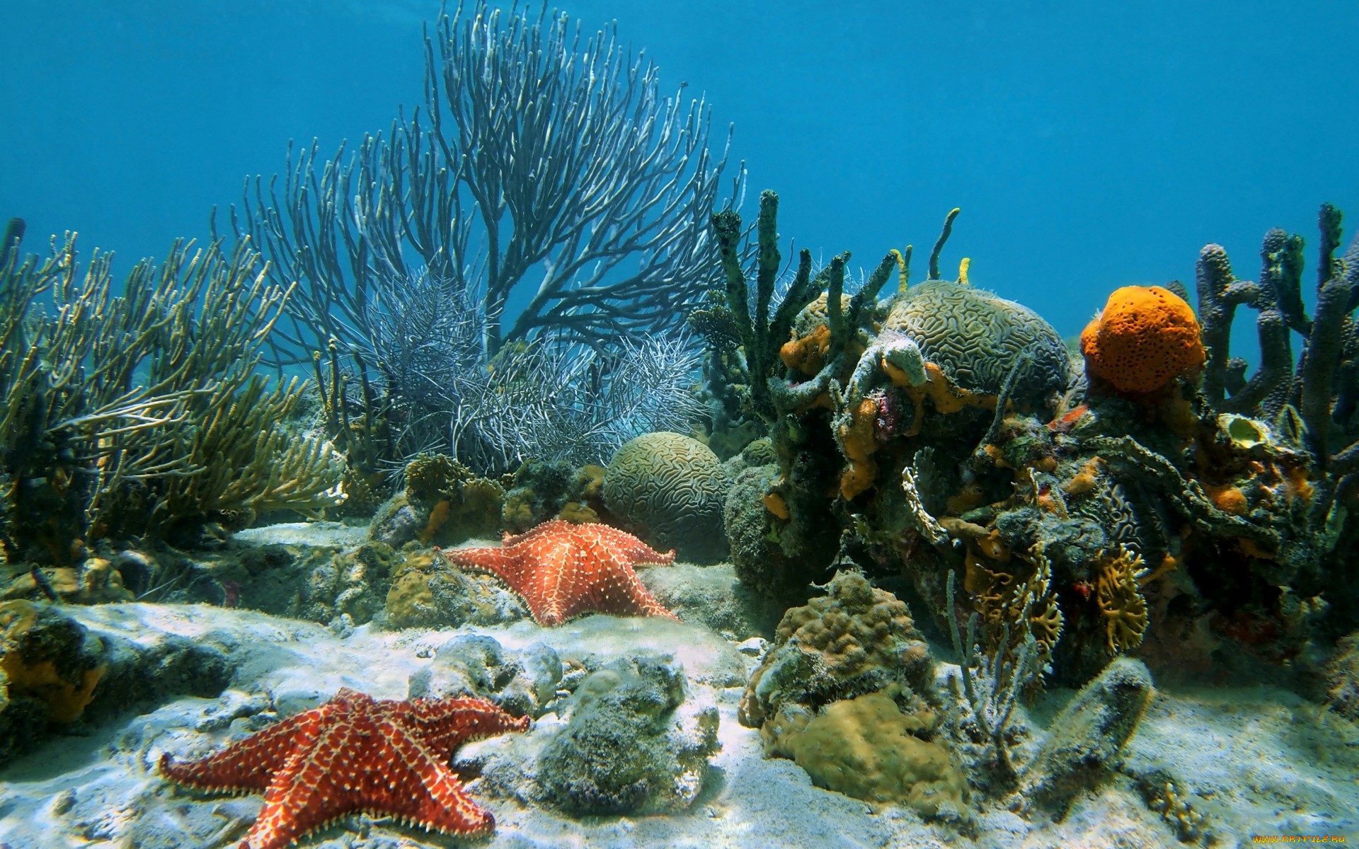 животные, морские, звёзды, underwater, ocean, coral, reef, sand, starfish, tropical