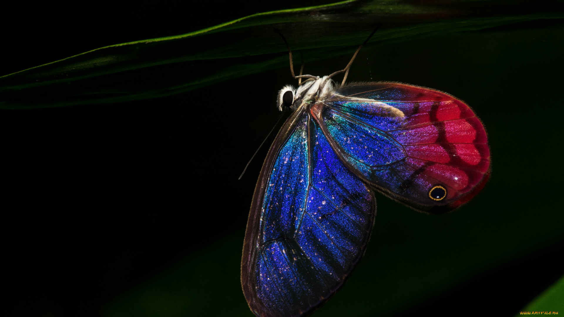 животные, бабочки, , мотыльки, , моли, ночь, крылья, бабочка