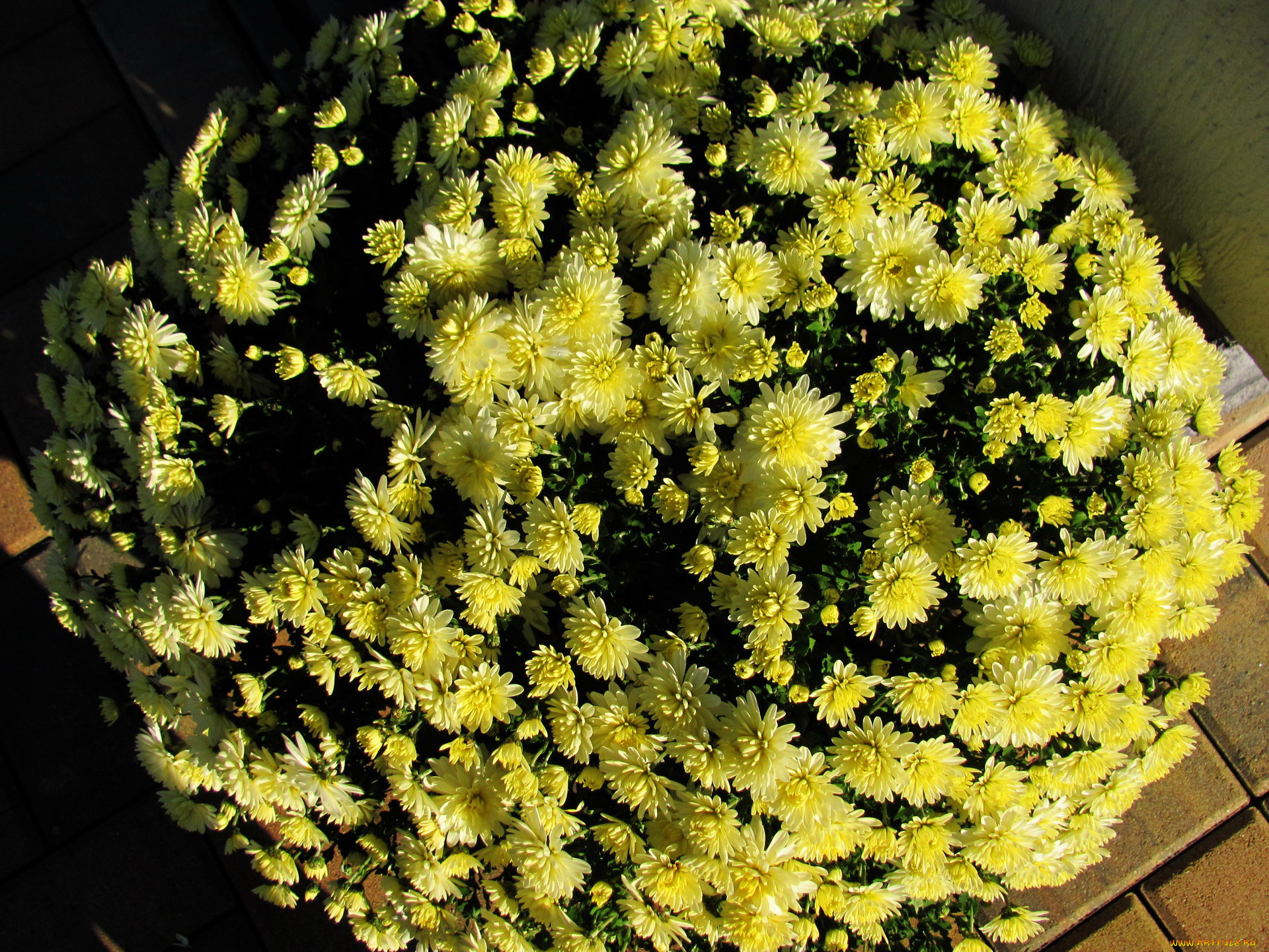цветы, хризантемы, желтый