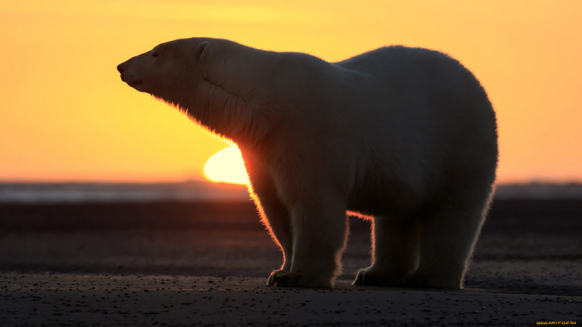 белый, полярный, медведь, животные, медведи, белый, солнце, закат, вечер, полярный, медведь, хищники, медвежьи, млекопитающие, снег, мороз, льды, шерсть, когти, пасть, клыки