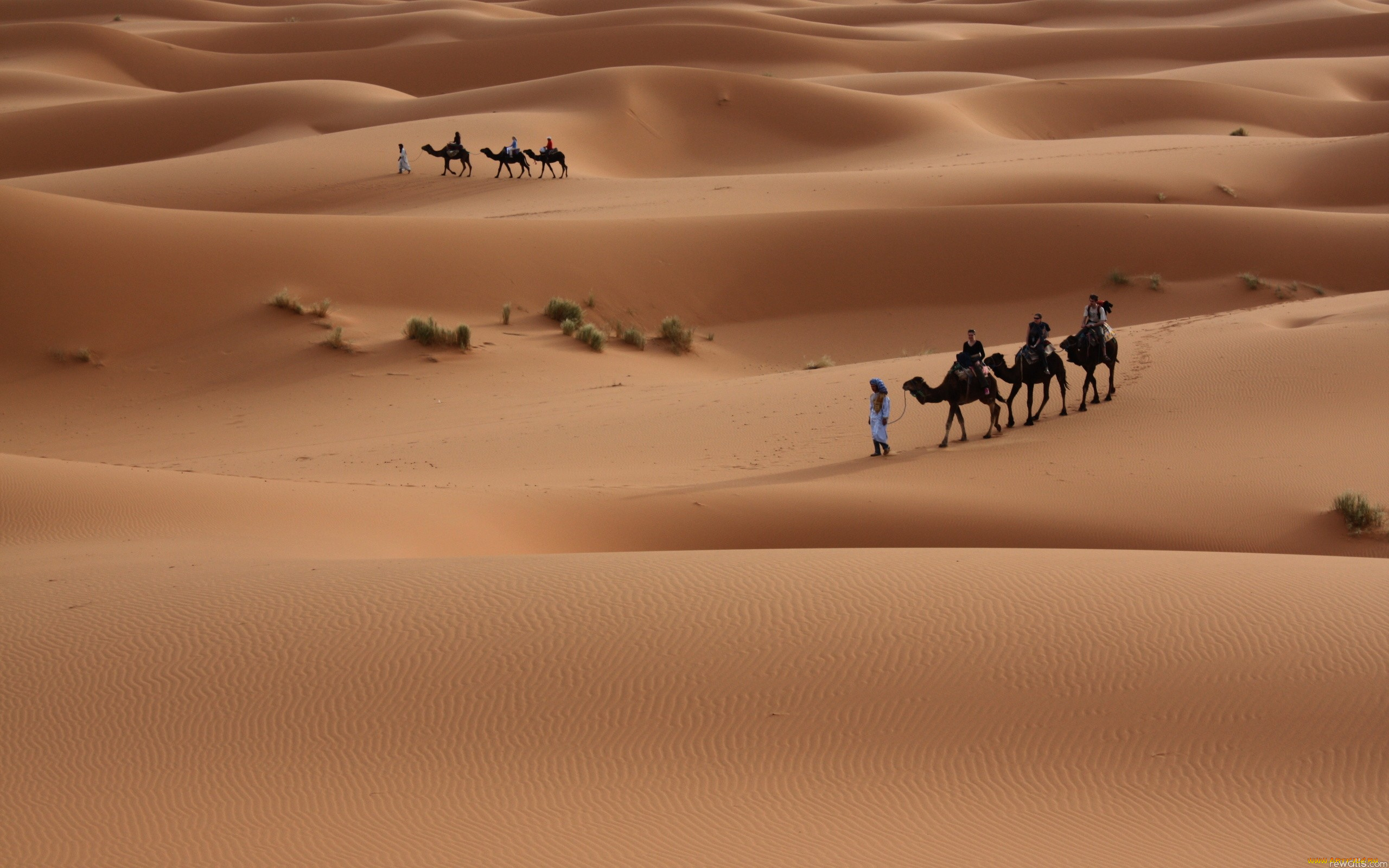 разное, люди, пустыня, верблюды, караван