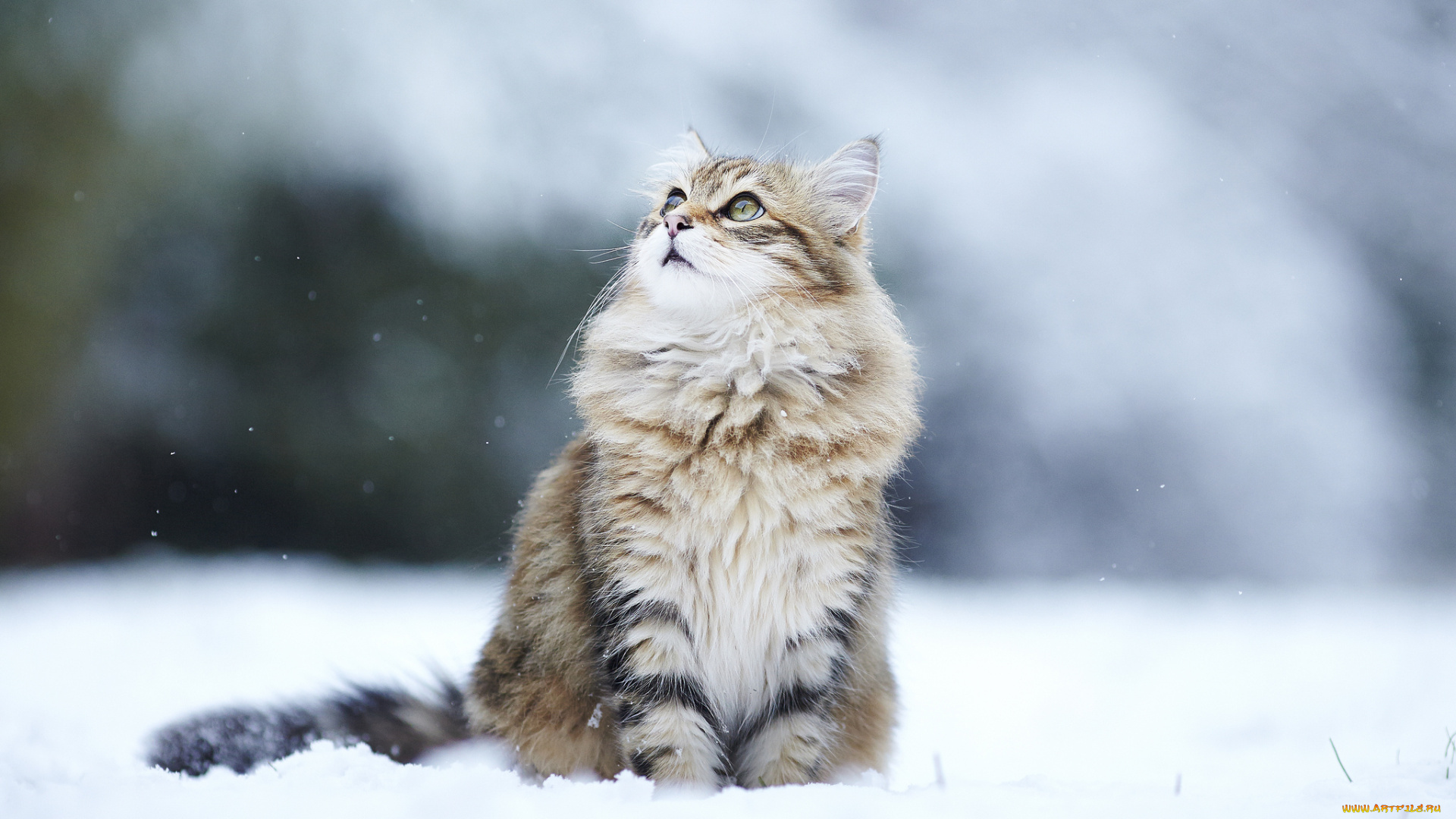 животные, коты, снег, зима, кошка, взгляд, пушистая