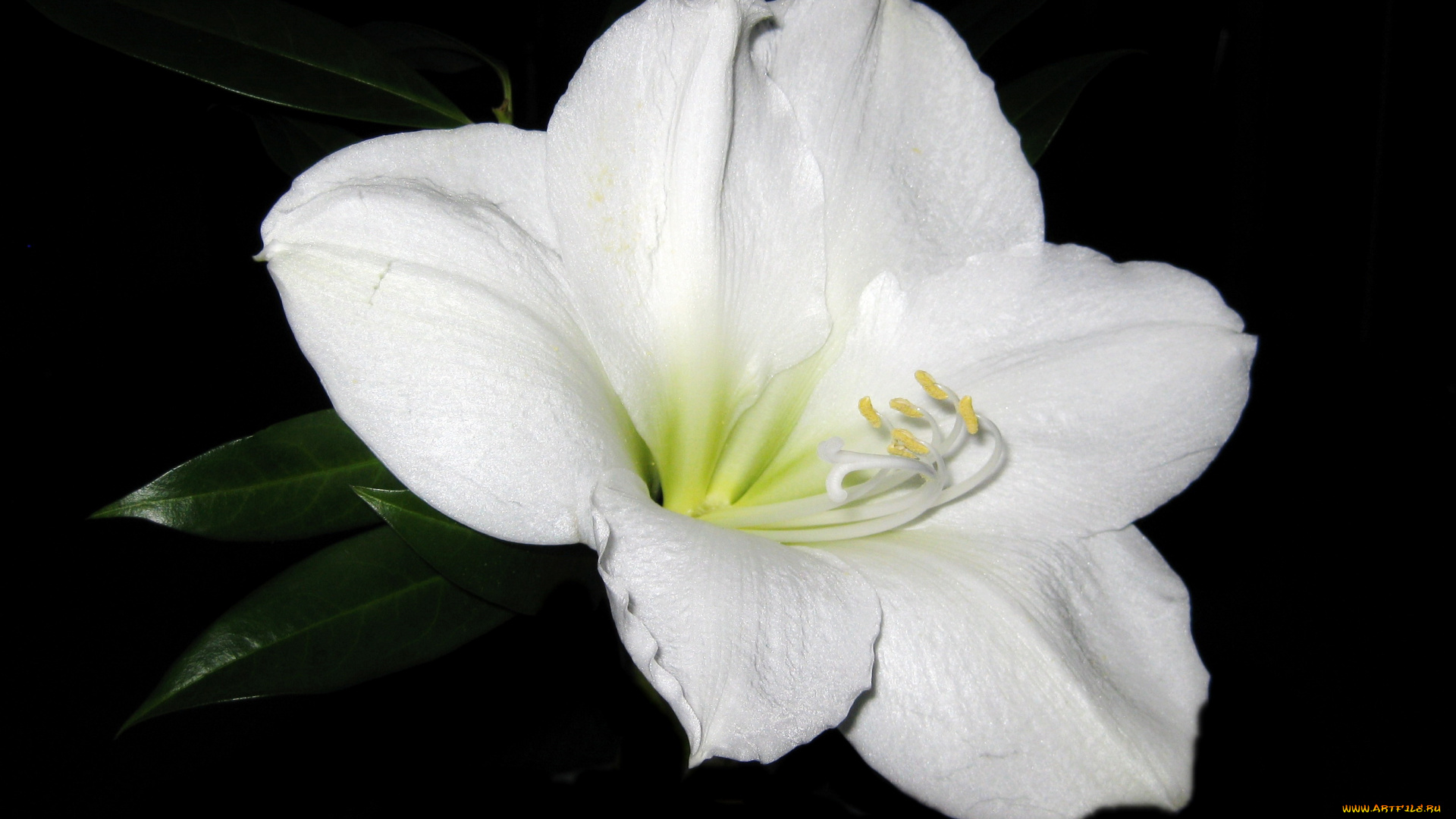 цветы, амариллисы, , гиппеаструмы, amaryllis, аммарилис, белый