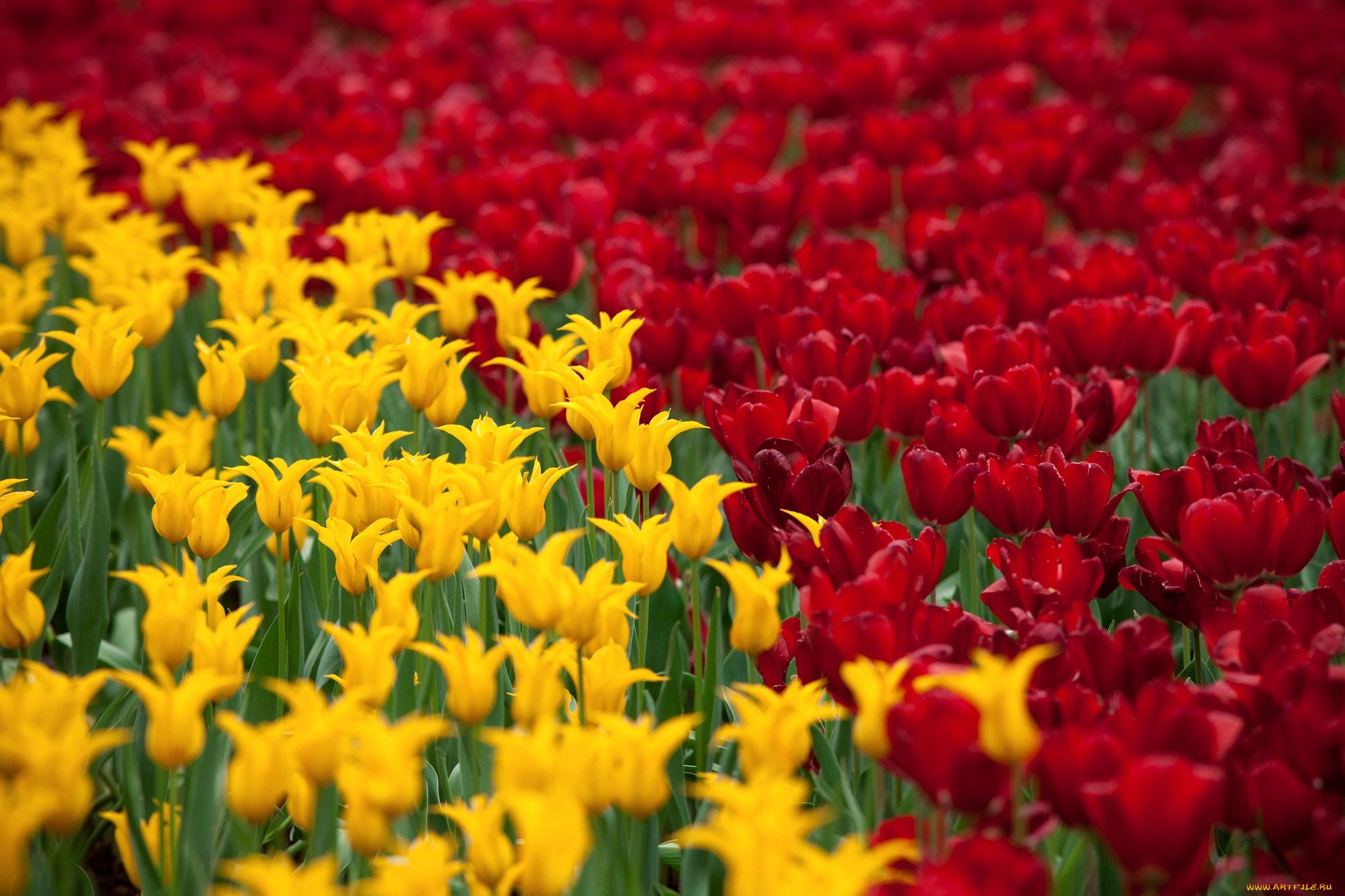 цветы, тюльпаны, желто-красный