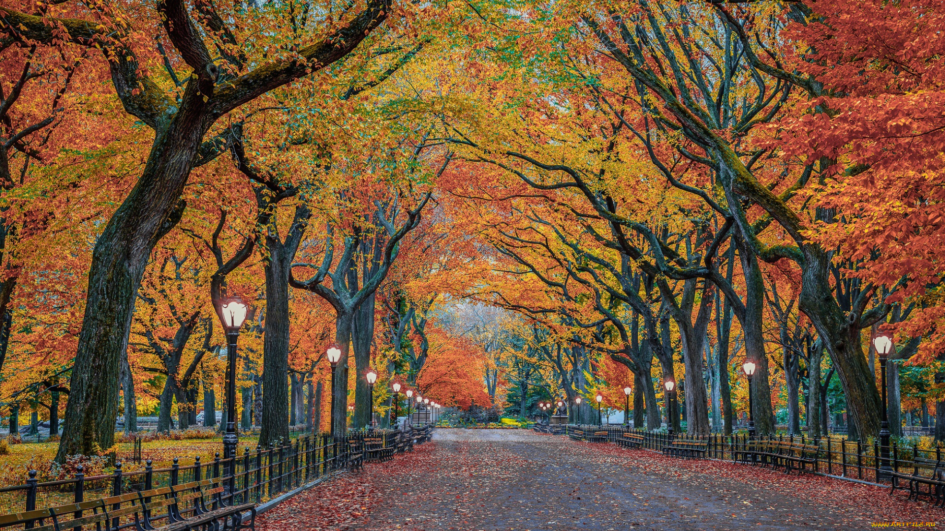природа, парк, нью-йорк, город, сша, листва, деревья, осень, центральный