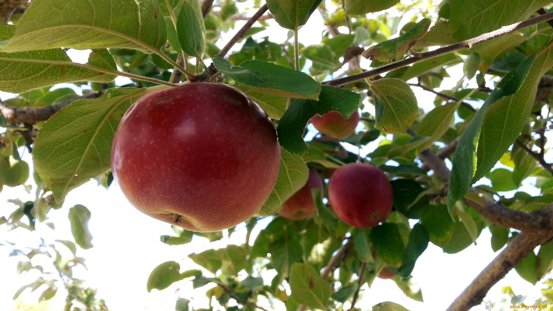 природа, плоды, яблоко, листья, ветка