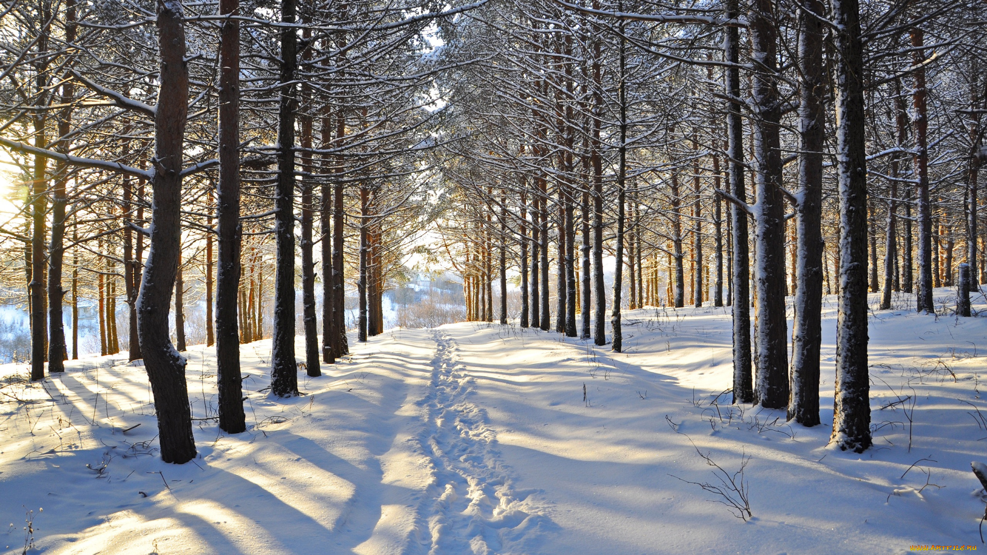 природа, зима, лес, деревья, снег, следы, просека
