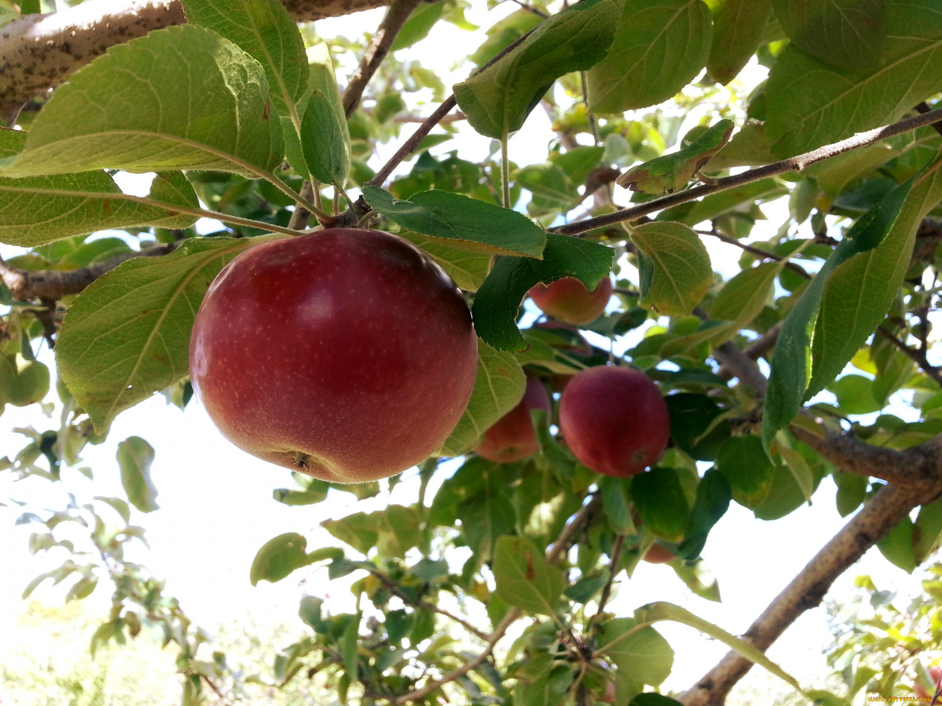 природа, плоды, яблоко, листья, ветка