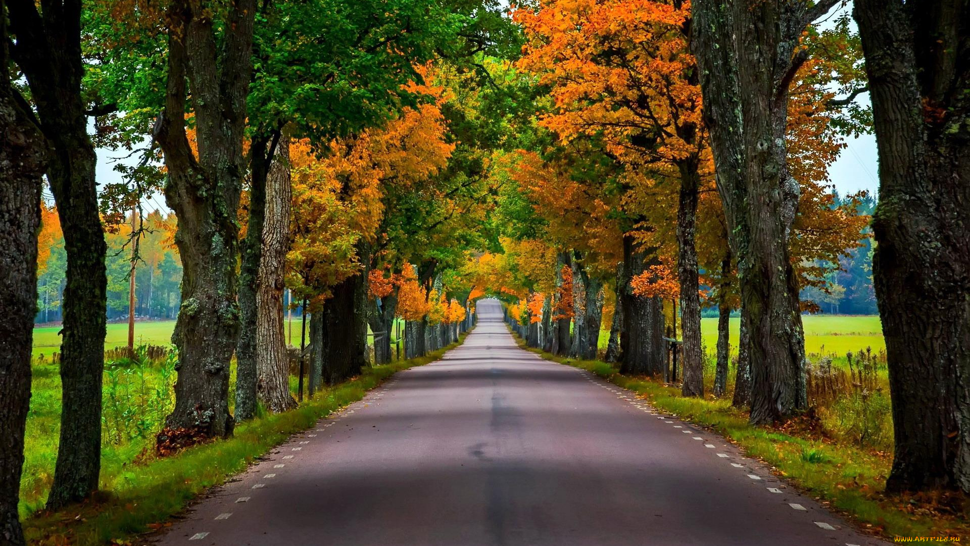 природа, дороги, осень, деревья, аллея, дорога