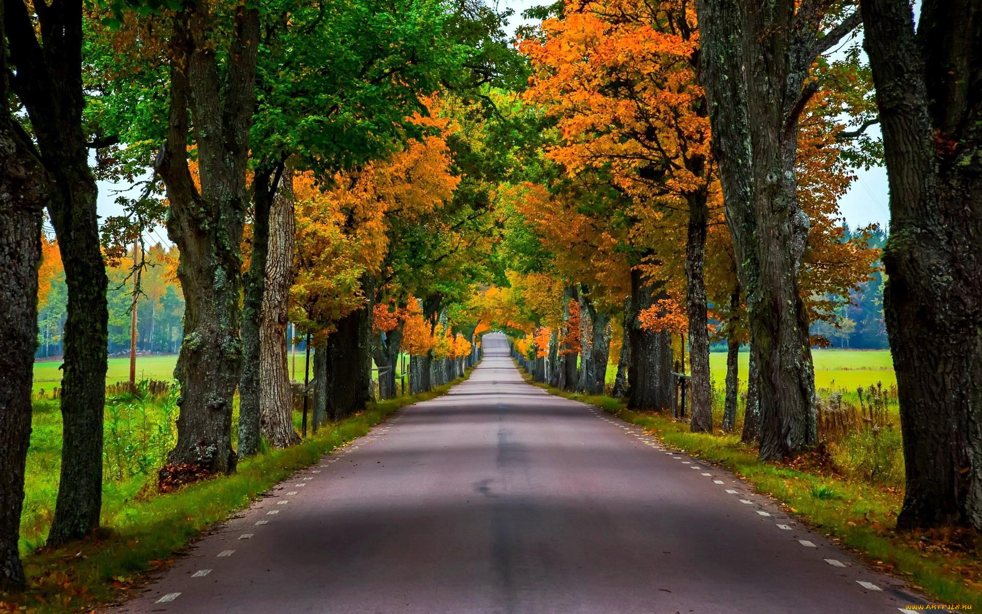природа, дороги, осень, деревья, аллея, дорога