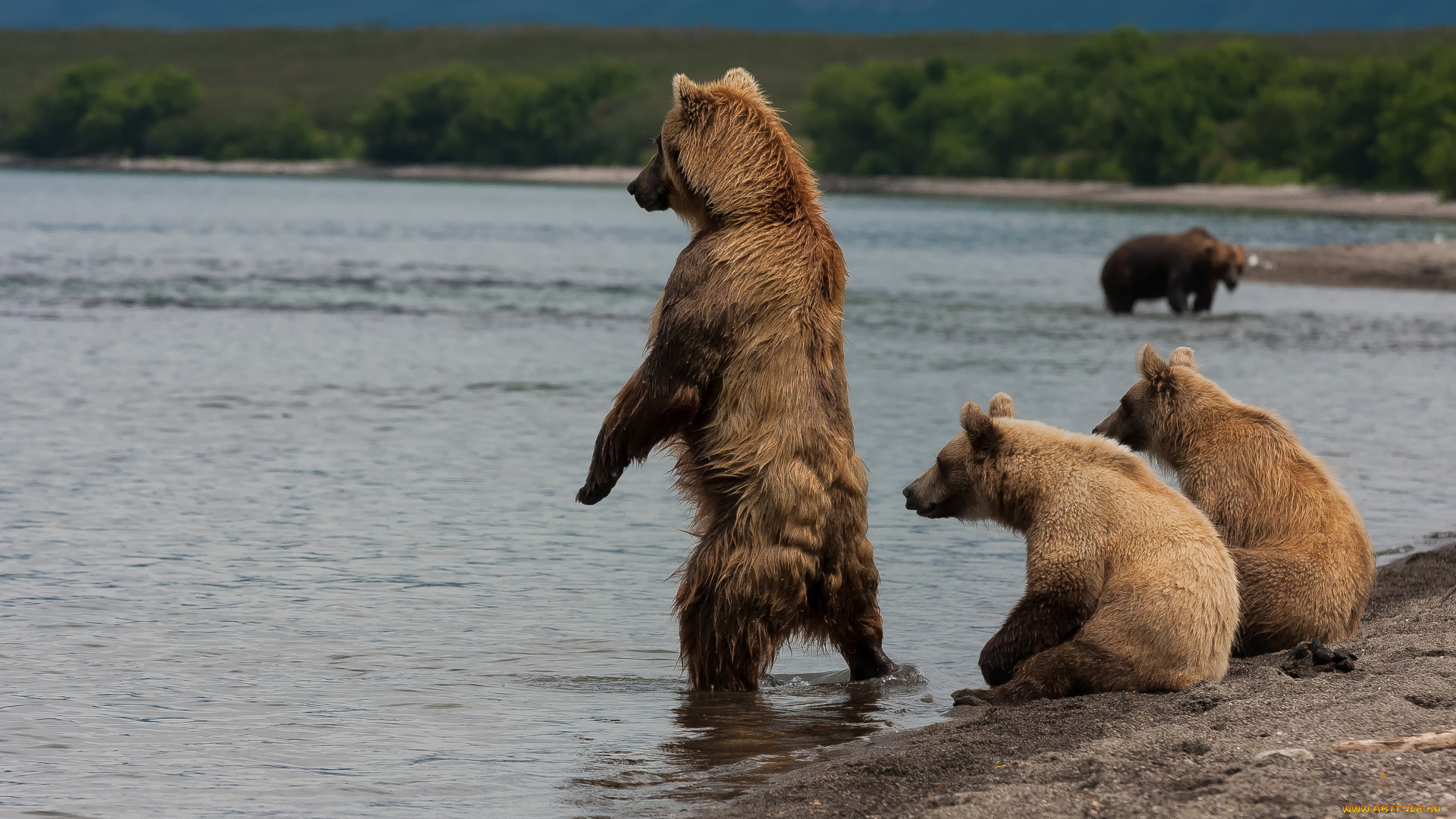 животные, медведи, река