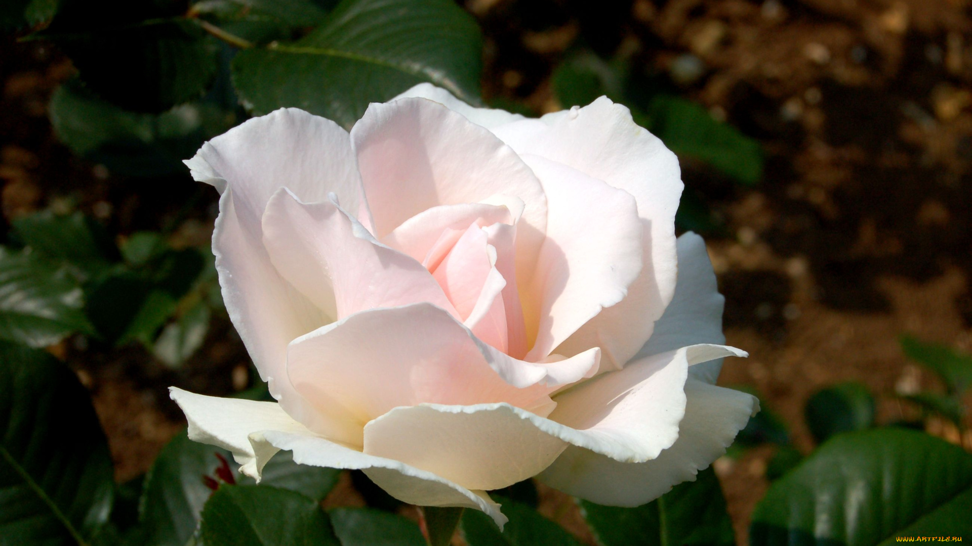 цветы, розы, нежность, бледно-розовый