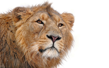 Картинка животные львы лев морда взгляд белый фон