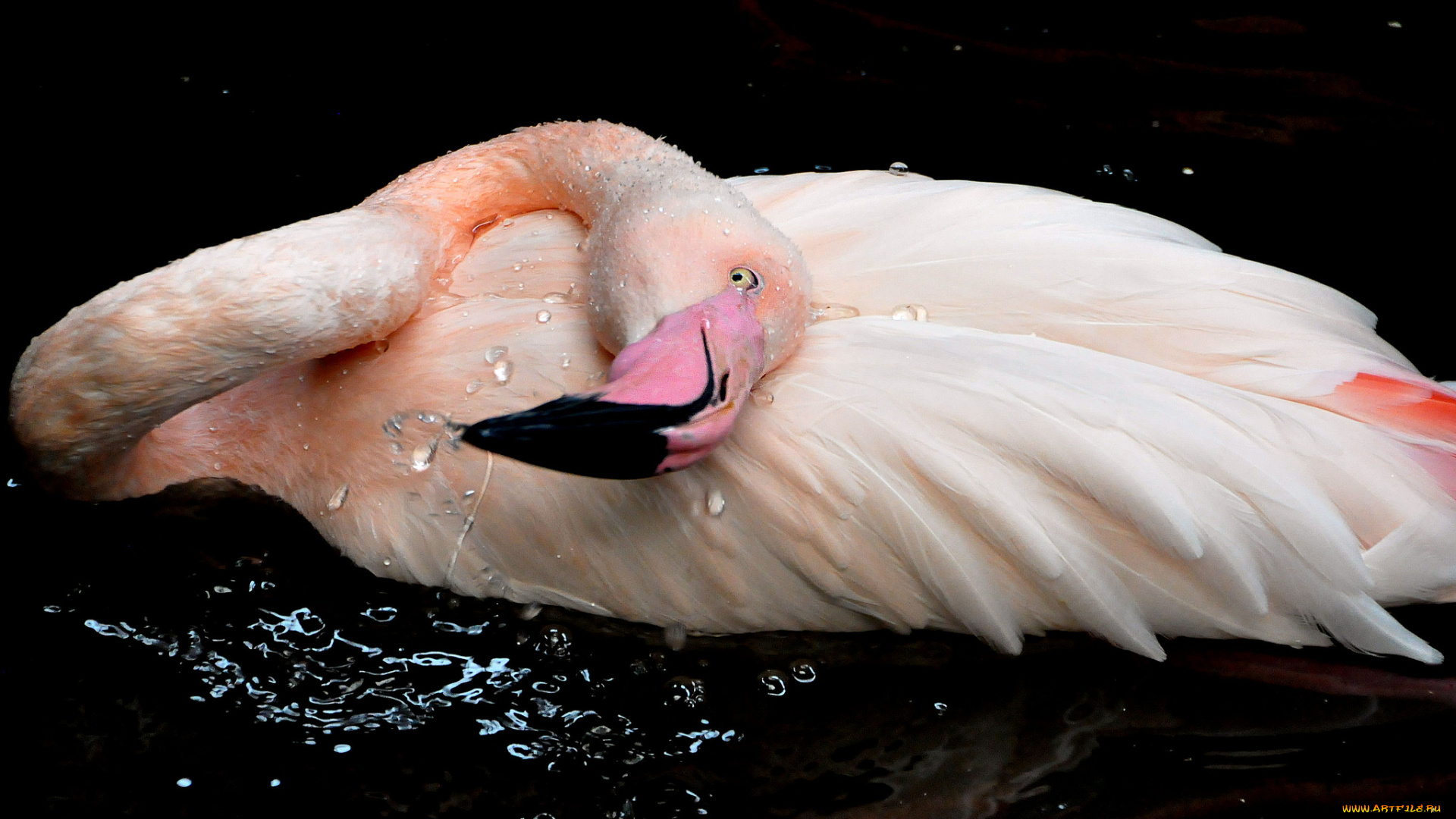 животные, фламинго, перья, розовый