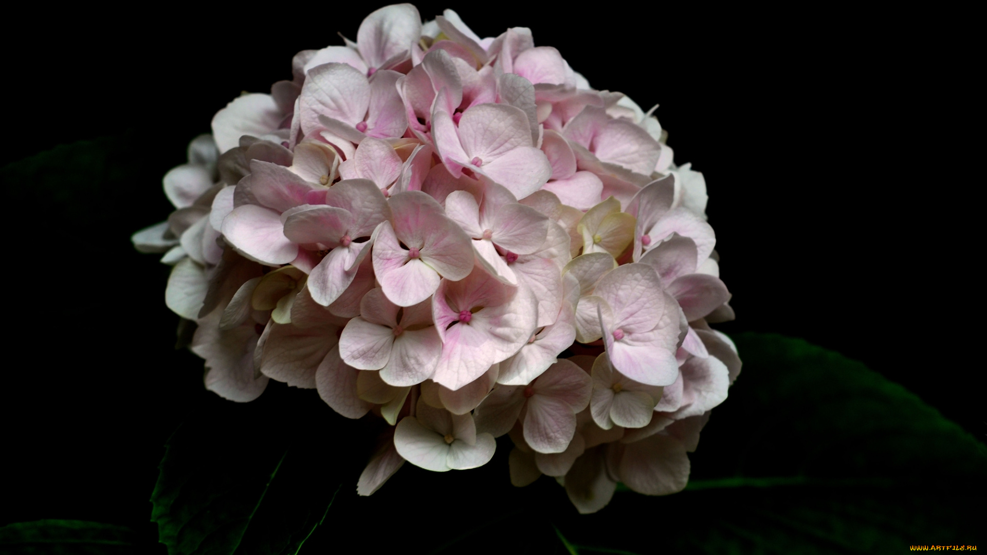 цветы, гортензия, розовая