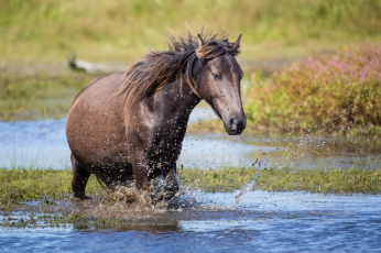 Картинка животные лошади брызги вода грива