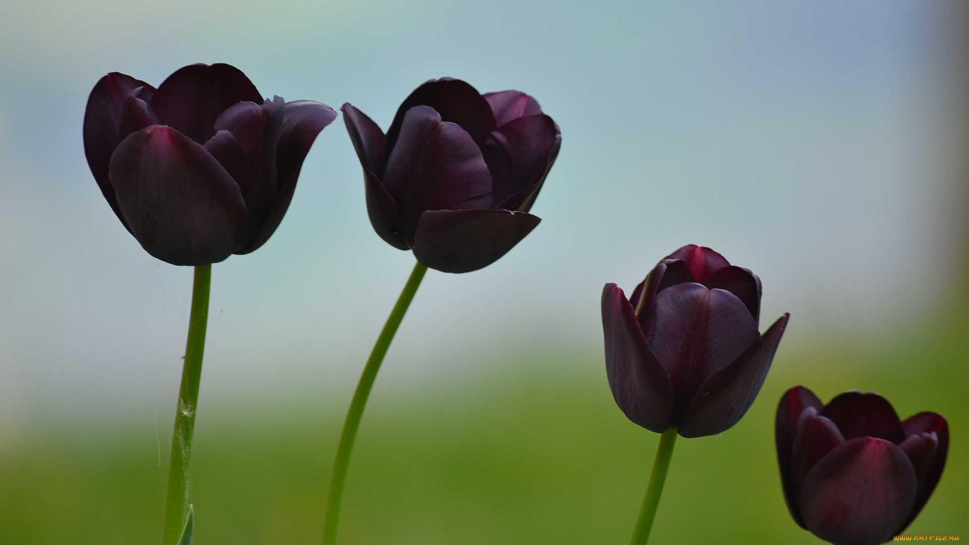 цветы, тюльпаны, темные, макро, природа