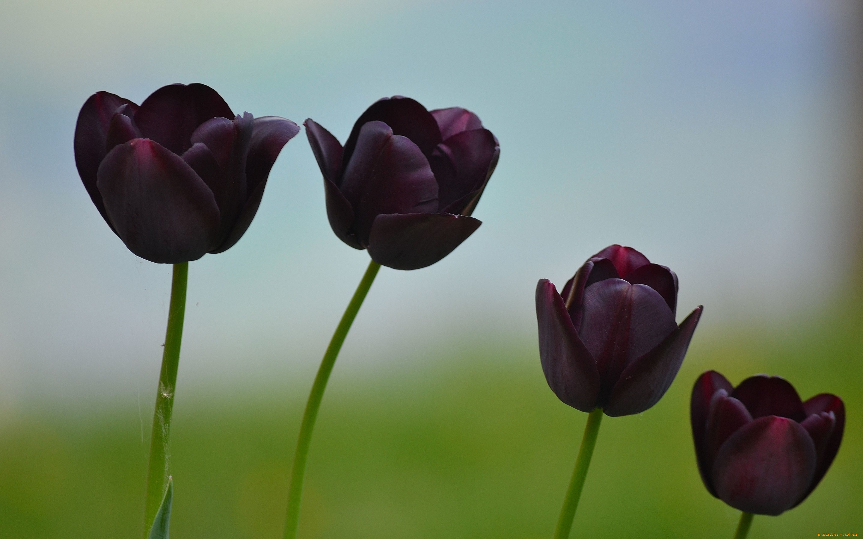 цветы, тюльпаны, темные, макро, природа