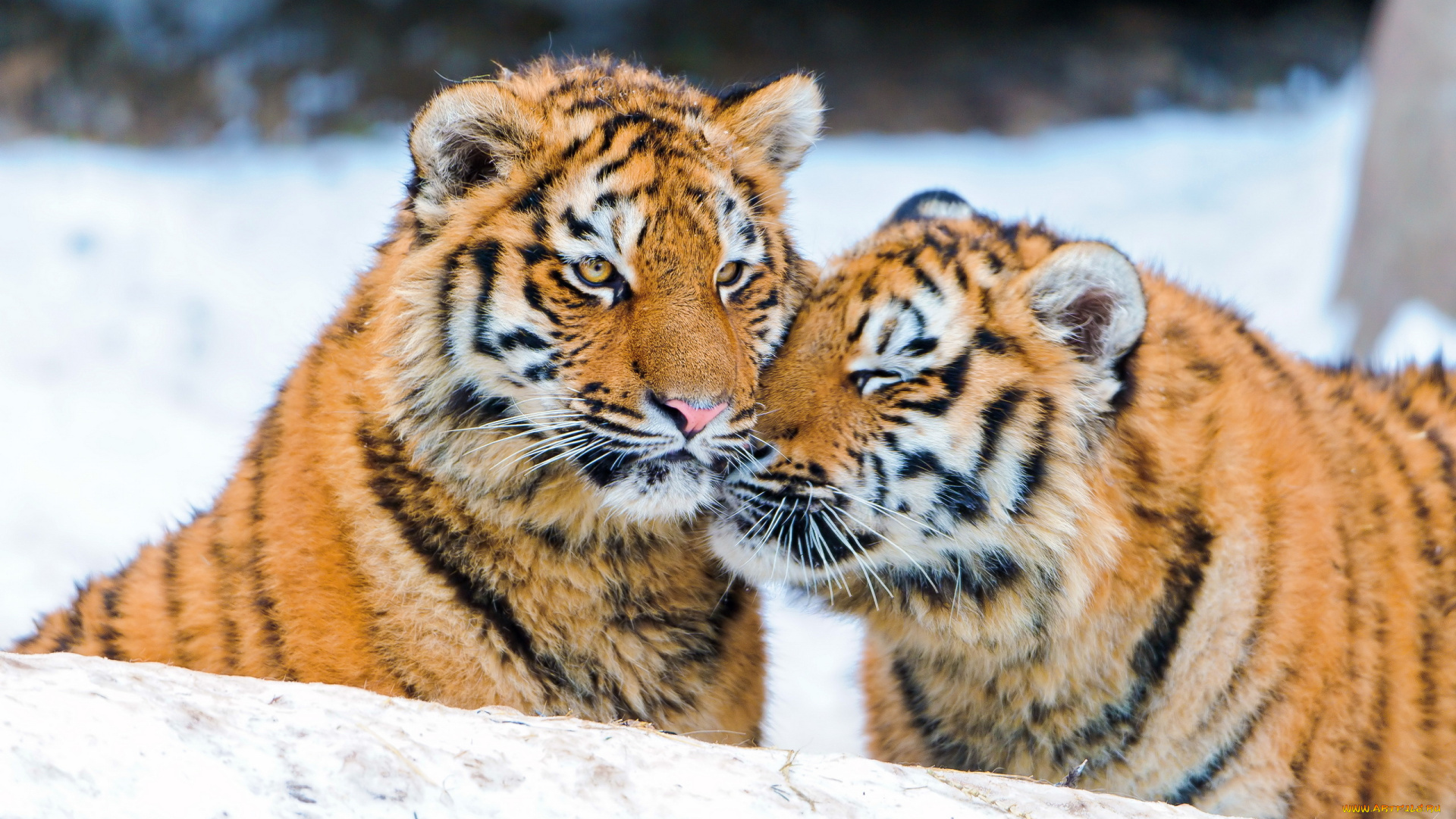 животные, тигры, снег, тигрята