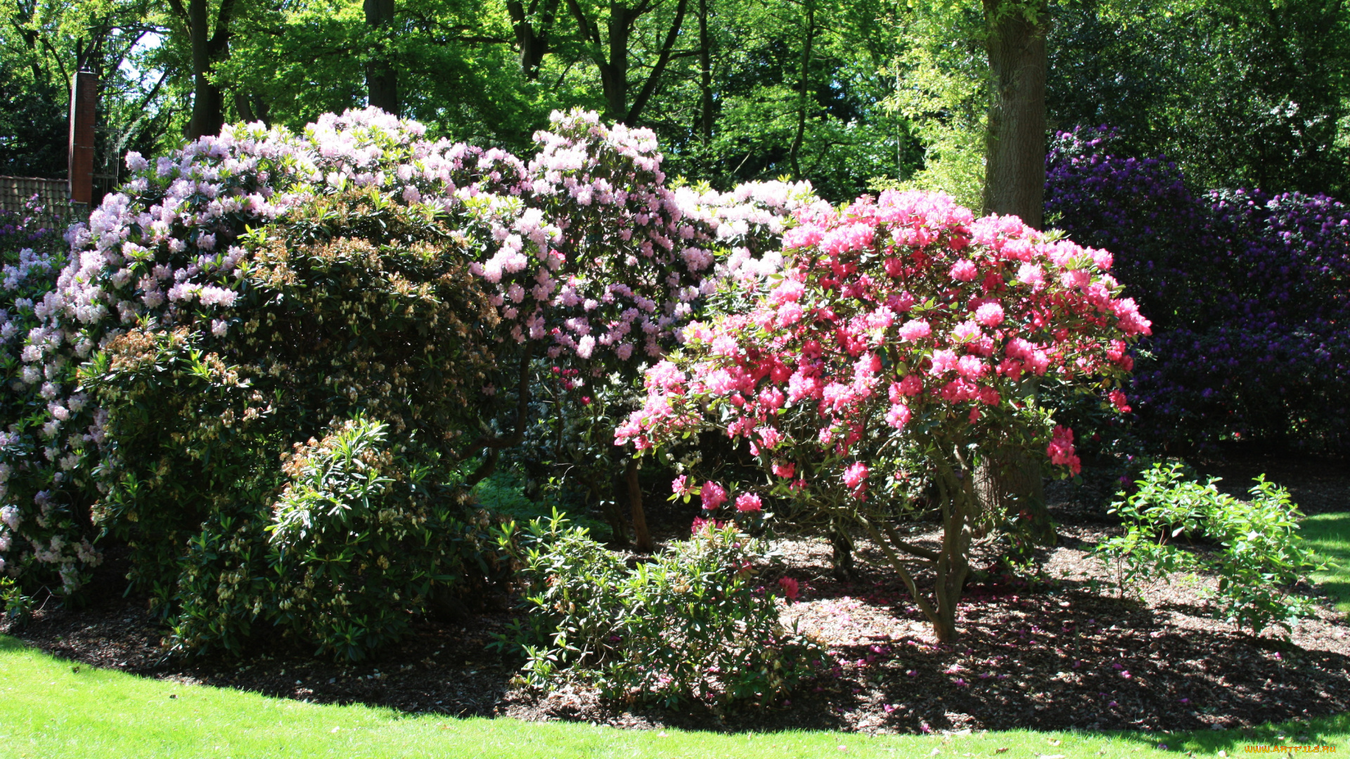 rhododendron, park, bremen, германия, природа, парк, кусты