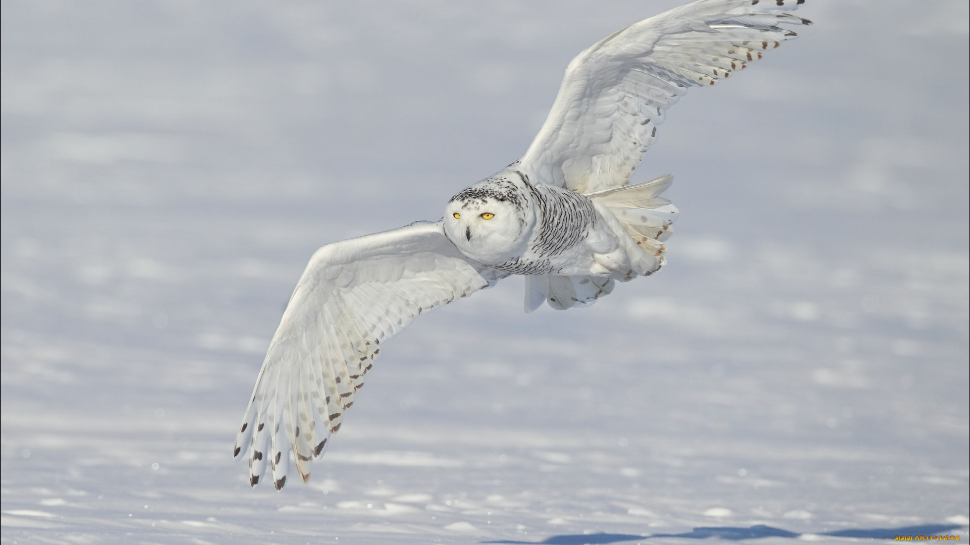 животные, совы, полярная, сова, snowy, owl, белая, крылья, снег, зима, полёт