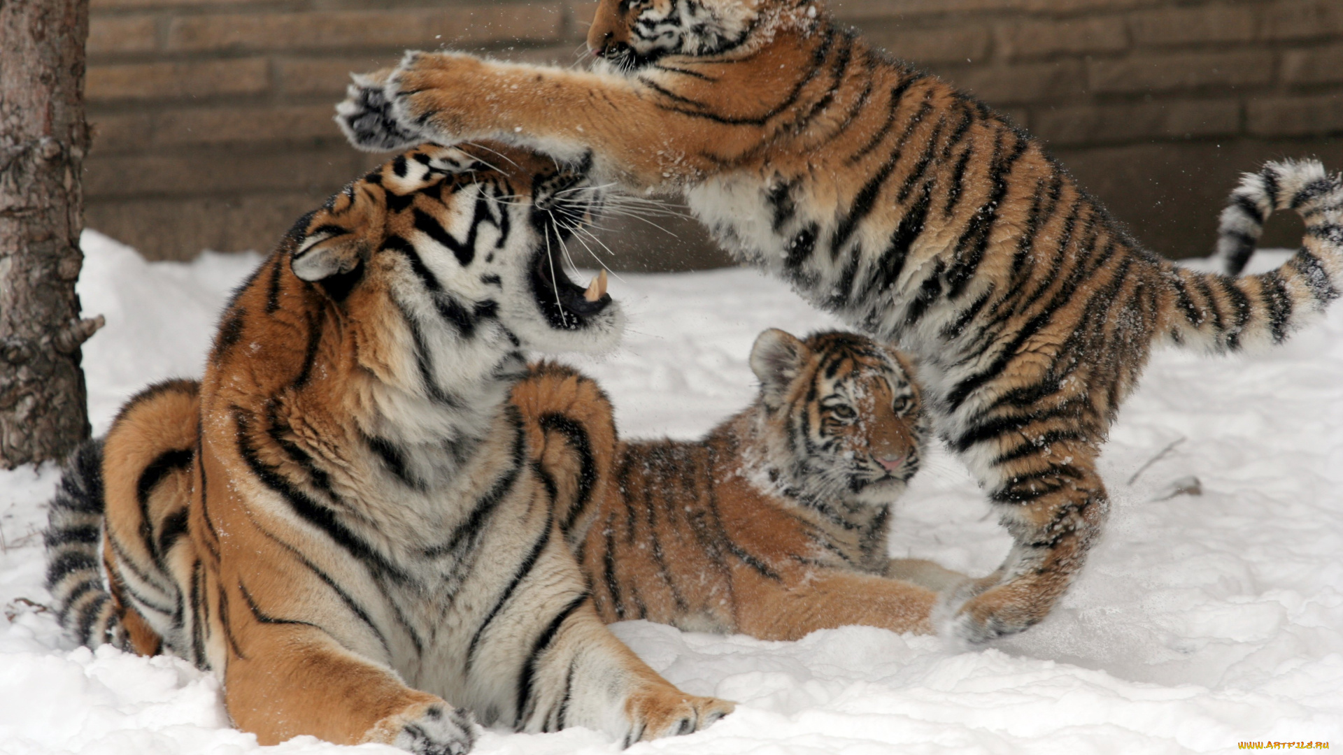 животные, тигры, тигр, тигренок, малыш, игра