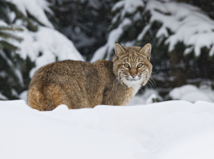 Картинка животные рыси зима снег кошка